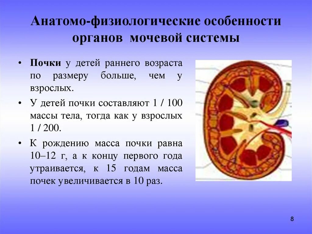 Выделительная система человека строение почки. Афо органов мочевыделения и почек у детей. Анатомо-физиологические особенности строения почек.. Строение мочевой системы детей.