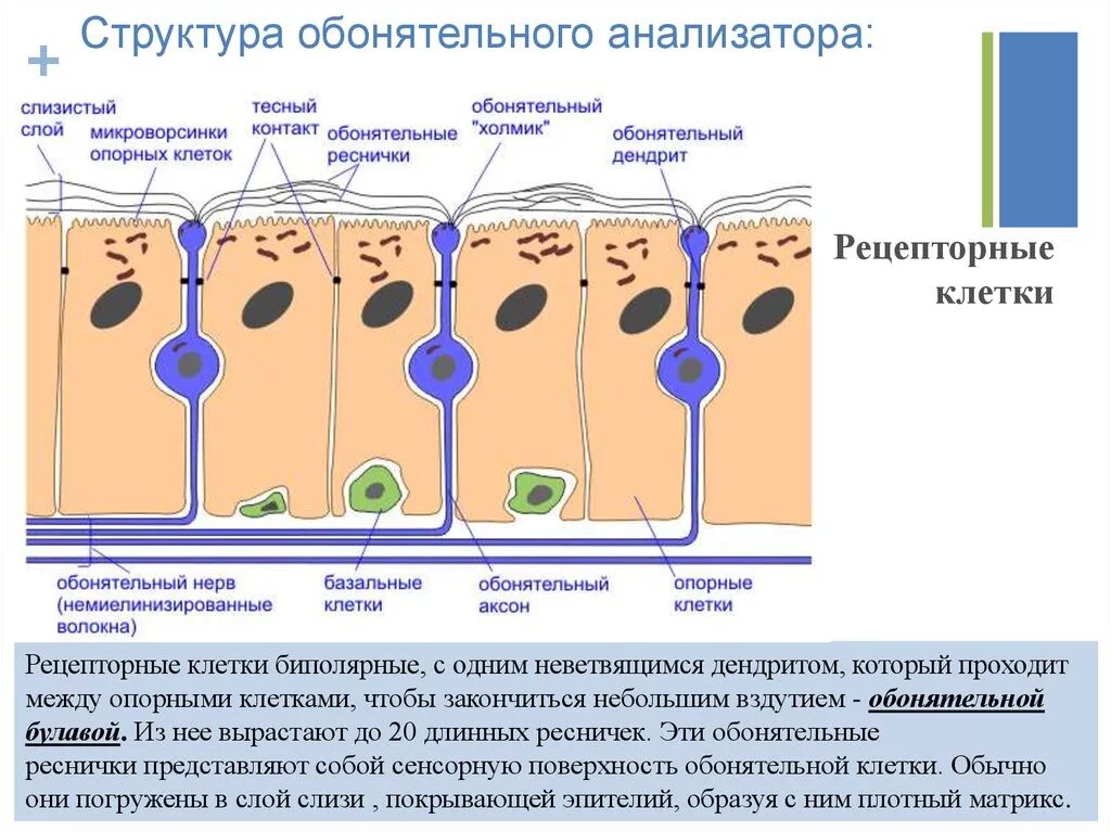 Строение периферического отдела обонятельного анализатора. Схема строения обонятельного анализатора. Строение обонятельного анализатора гистология. Схема строения обонятельного эпителия. Обонятельные рецепторные клетки