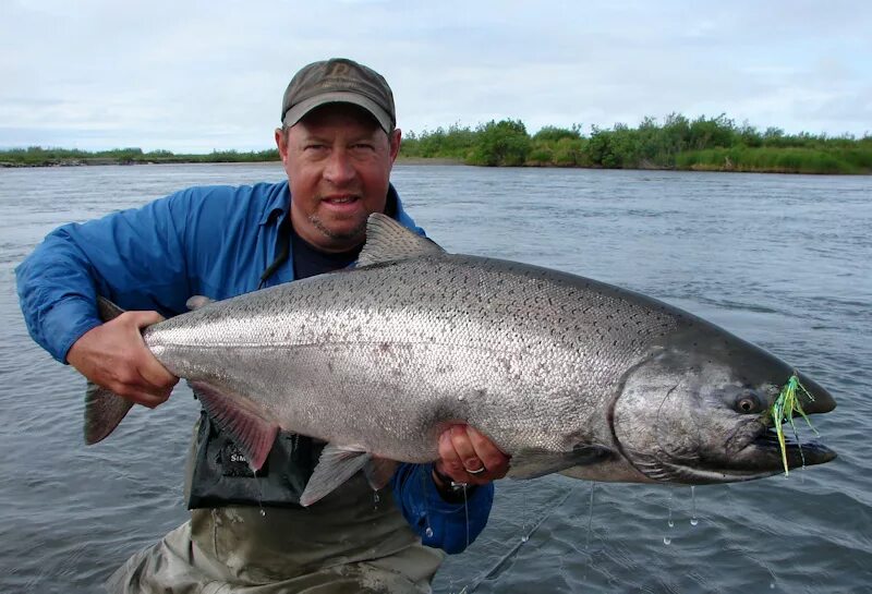 Рыба чавыча фото и описание цена. Чавыча рыба. King Salmon рыба. Чавыча рыба фото. Чавыча рыба большая.