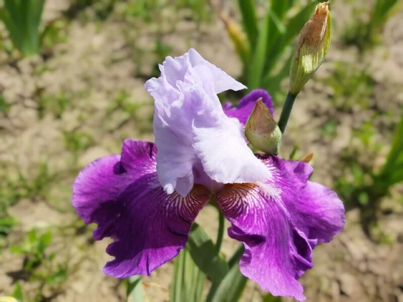 Ирис опт. Цветок ирис касатик. Фото ирисов на белом фоне. Диантус белый и ирис. Ирис германский вайн энд роузес.