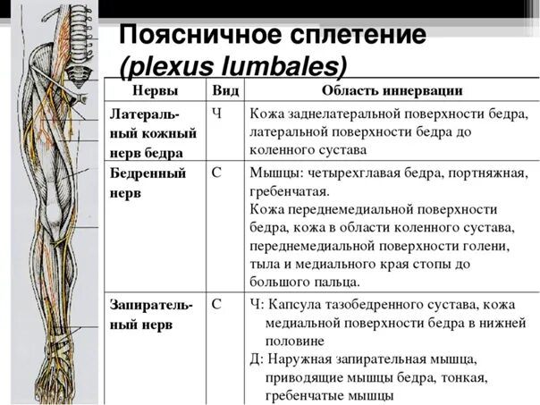 Поясничное сплетение образуется передними ветвями поясничных нервов. Нервы поясничного сплетения таблица. Нервы пояснично-крестцового сплетения таблица.