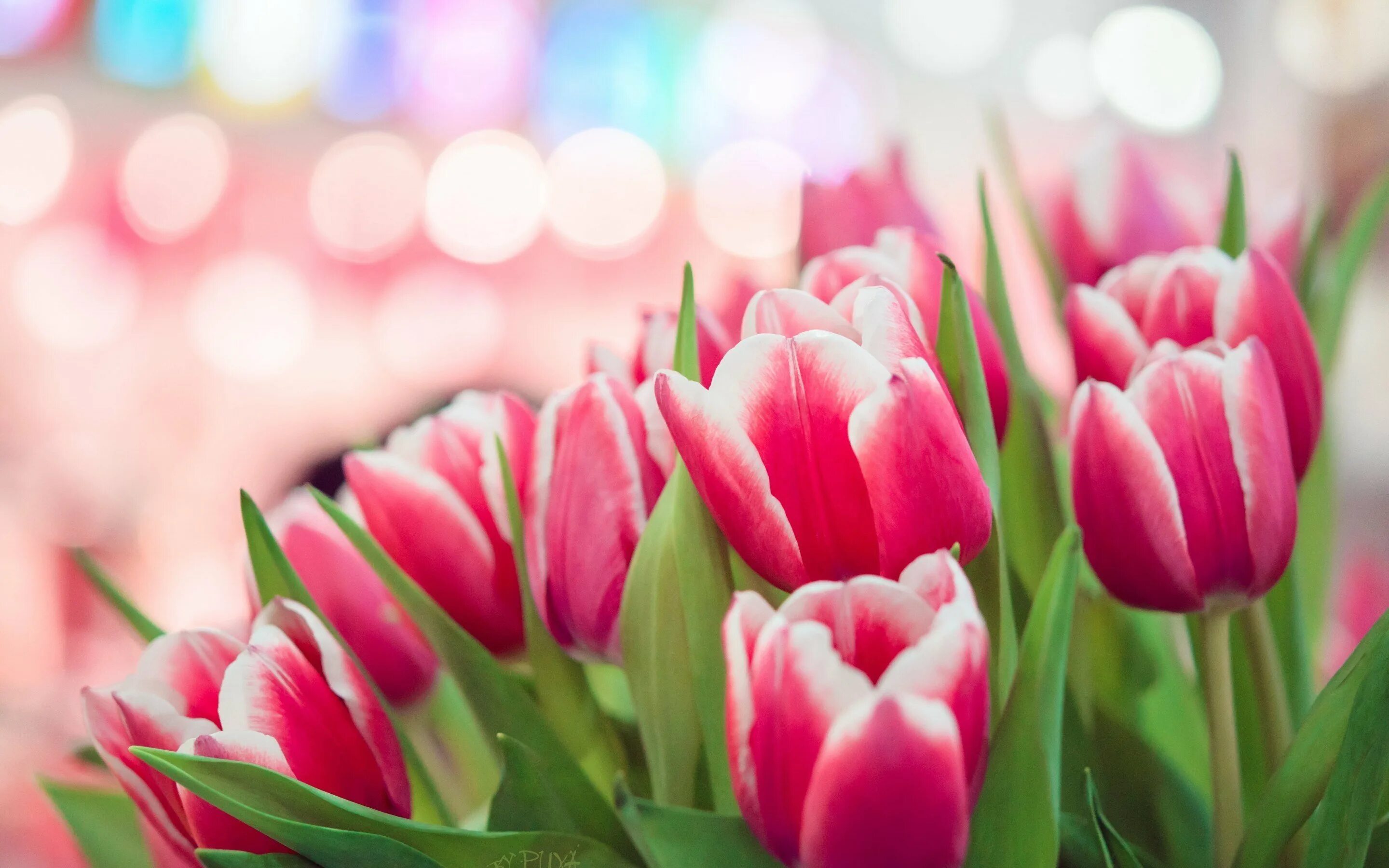 Весенние тюльпаны картинки красивые. Тюльпан Пинк спринг. Красивые тюльпаны. Фон цветы тюльпаны.