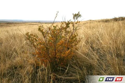 Степные кустарники
