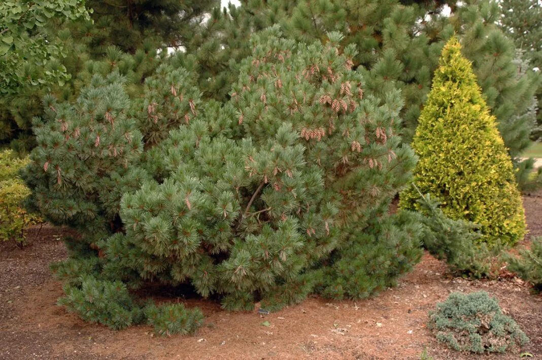 Хвойная 39. Pinus 'Macopin'. Pinus strobus Macopin. Сосна Веймутова Макопин. Pinus Makopin Macopin strobus.