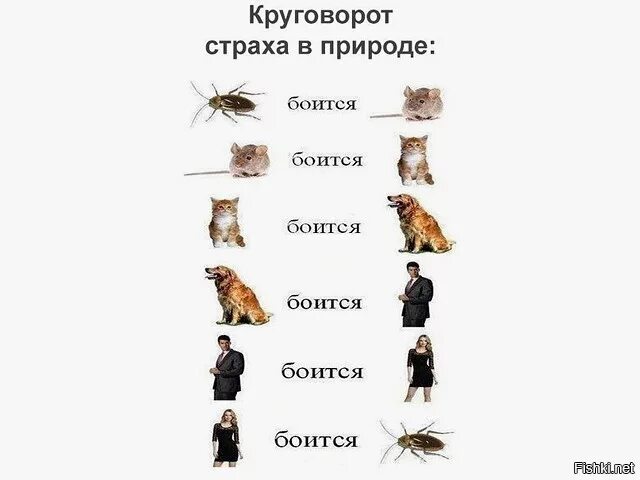 Таракан боится мышь. Круговорот страха в природе. девушка боится таракана. круговорот говна в природе. женщина боится мыши.