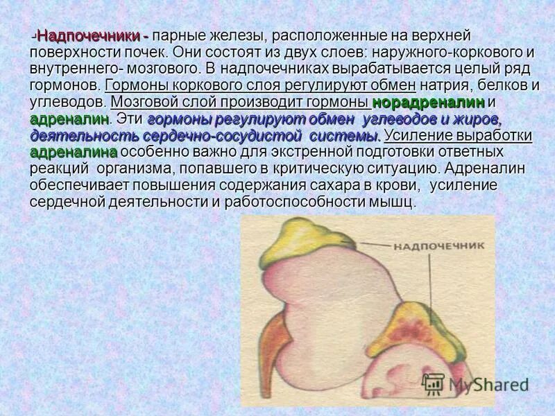 Железы внутренней секреции особенности строения