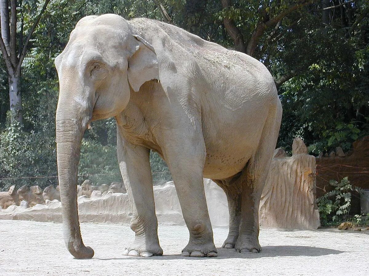 Слон альбинос. Белый слон Тайланд. Elephas Maximus — азиатский слон. Индийский слон альбинос. Слон слоновый