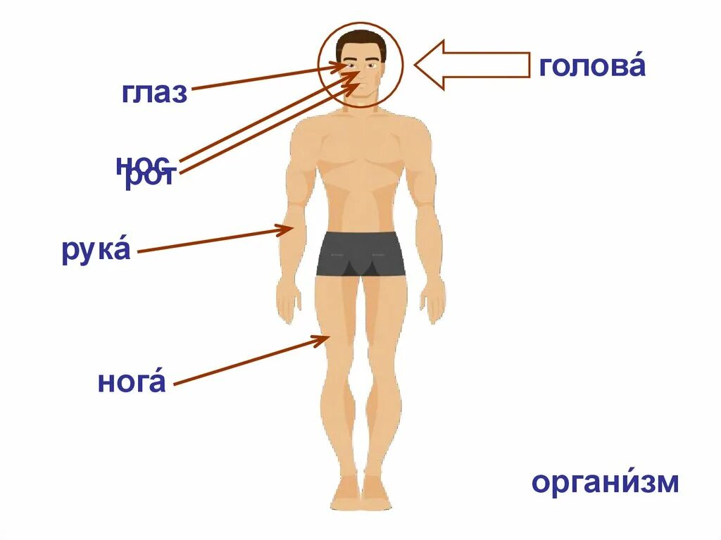 Части тела человека. Части тела мужчины названия. Тело человека голень. Тело человека органы голень.