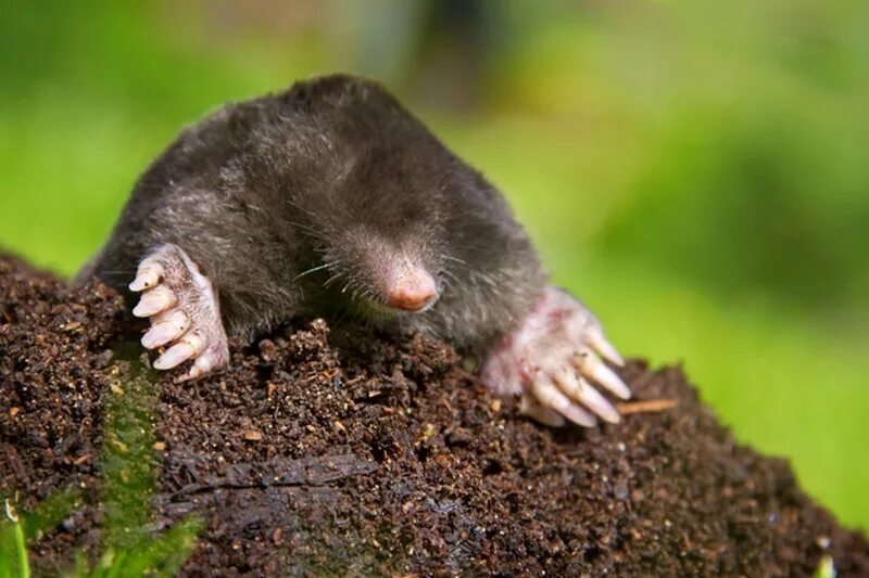 крот обыкновенный описание. известно что крот обыкновенный млекопитающее. известно что крот обыкновенный млекопитающее. крот обыкновенный особенности. крот фото.