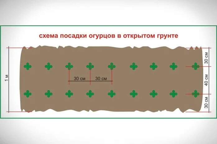 На каком расстоянии сажать семена. Схема высадки огурцов в грунт. Схема высадки рассады огурцов в открытый грунт. Огурцы в открытом грунте схема посадки. Огурцы схема посадки в открытый грунт семенами.