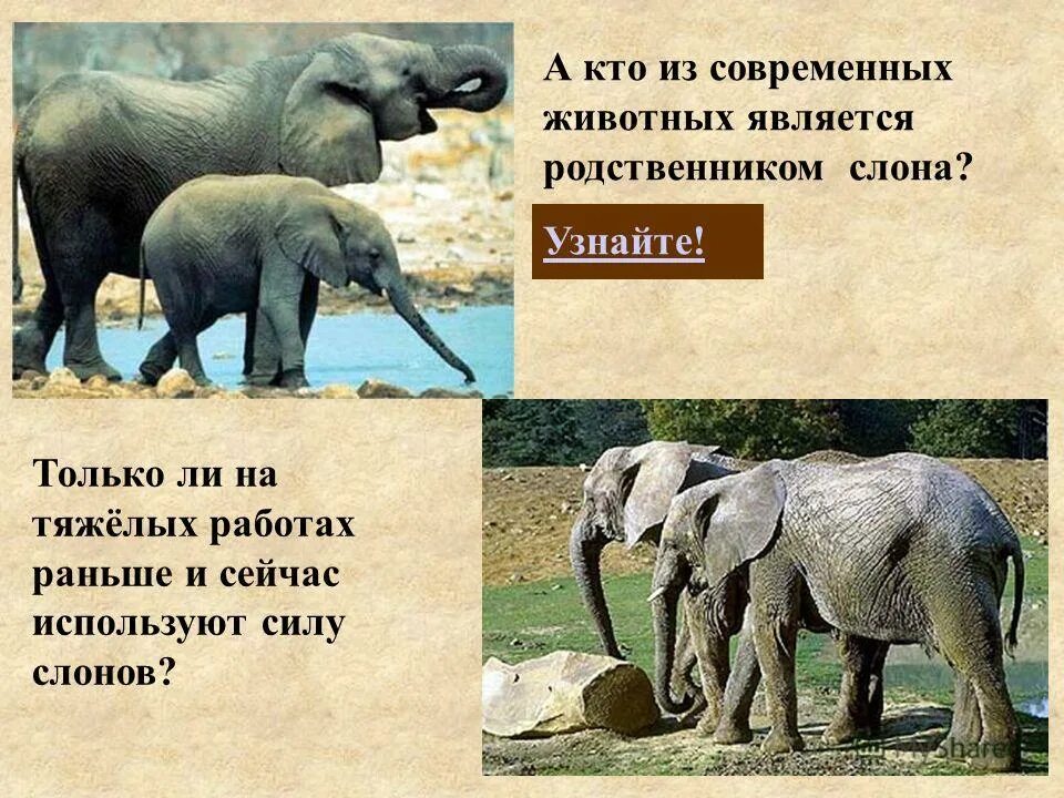 Какие животные являются промежуточными. Санитар водоема. Является обитателем. Древесная хутиа. Озерный осетр вес.