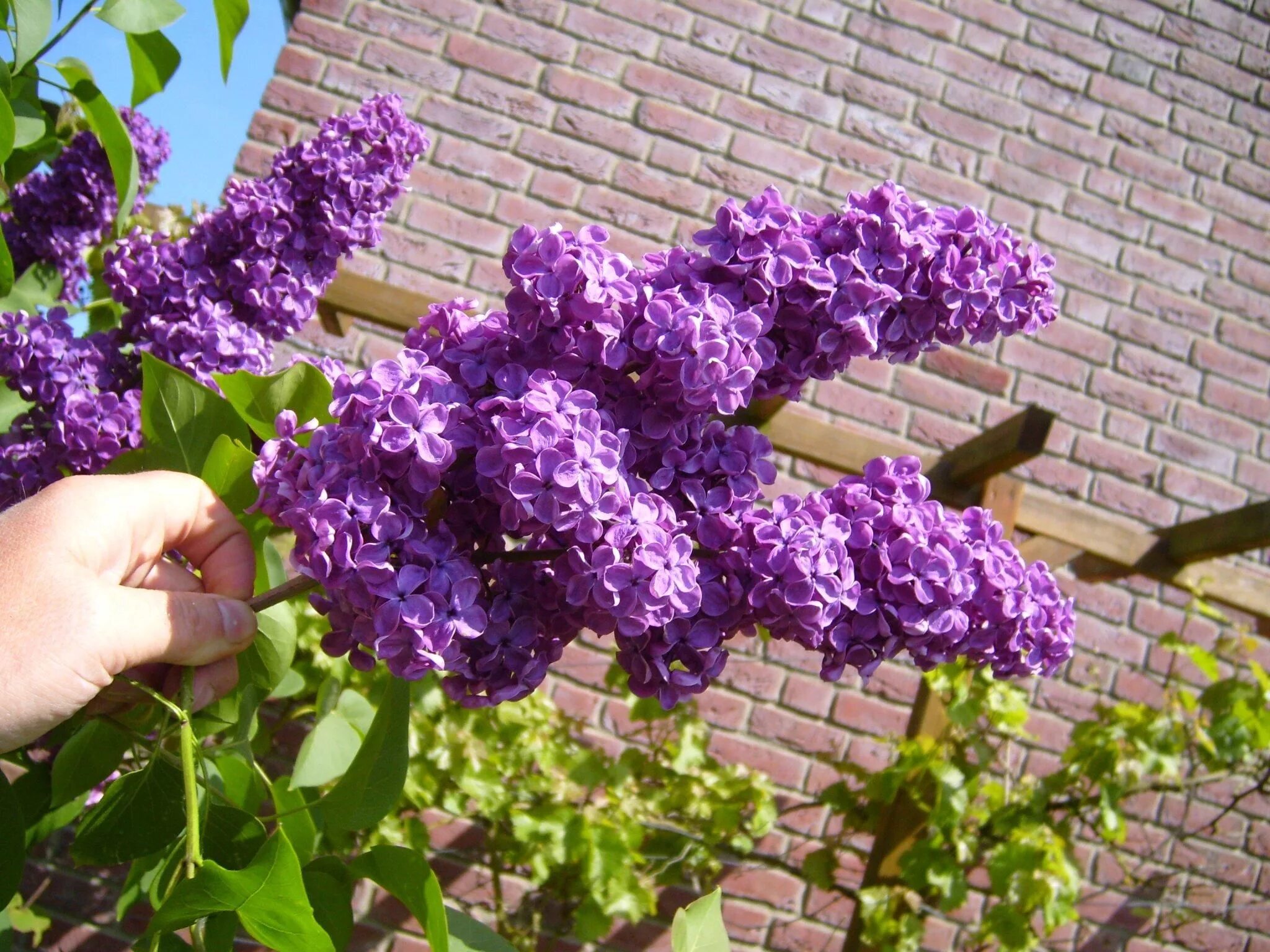 Какой формы сирень. Сирень Syringa vulgaris. Сирень Павлинка махровая. Сирень обыкновенная Жильбер. Сирень Кэнди Роуз.