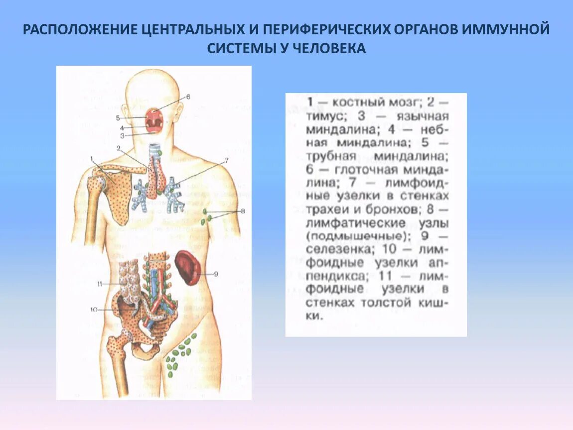 Центральные и периферические органы иммунной системы схема. Иммунная система человека. Центральные органы иммунной системы. Расположение центральных и периферических органов иммунитета. Органы иммунной системы человека схема.