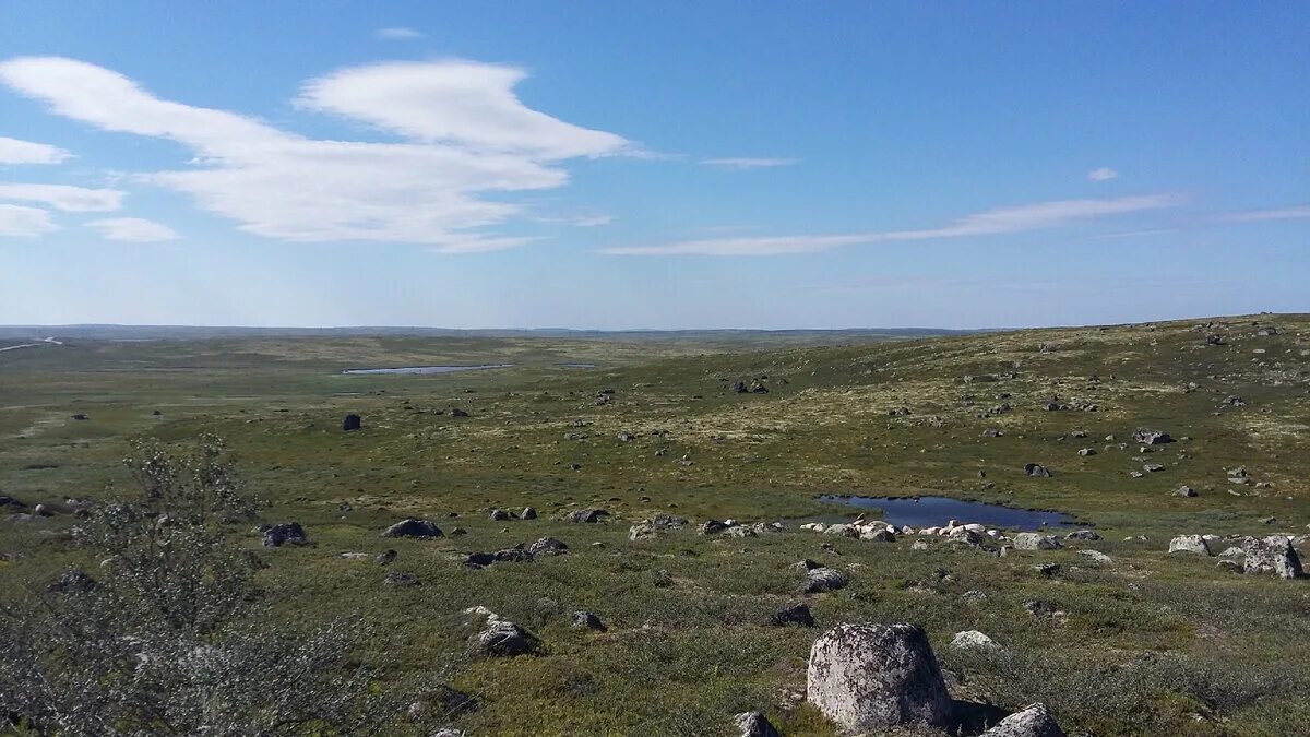 В тундре теплое лето. Териберка тундра и сад камней. Териберка тундра Хаус ресторан. Тундра Мурманск наклейки. Териберка тундра зимой.