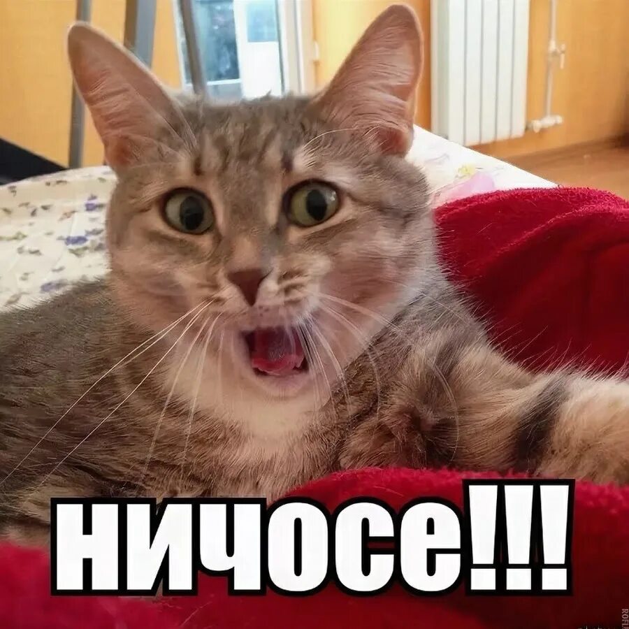 Да не чем а ты. Ну слушай мем. Ты че спишь. А ты а ты мем. Ну перестань.