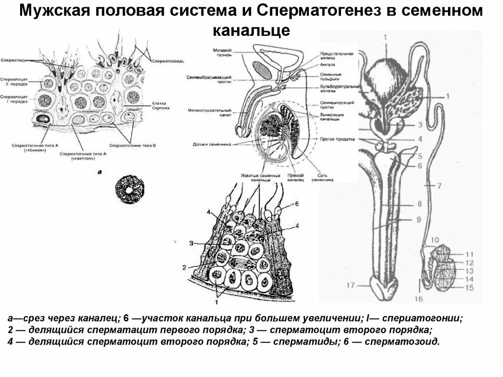 Схема строения мужской половой системы гистология. Схема мужской половой системы анатомия. Мужская половая система рисунок. Срез через семенной каналец человека.