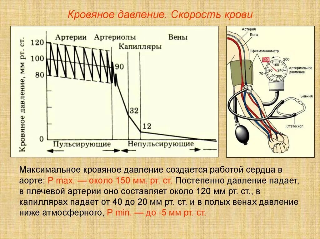 Падение давления крови. Артириально ЕДАВЛЕНИЕ. Кровяное давление. Диастолическое давление. Давление крови.