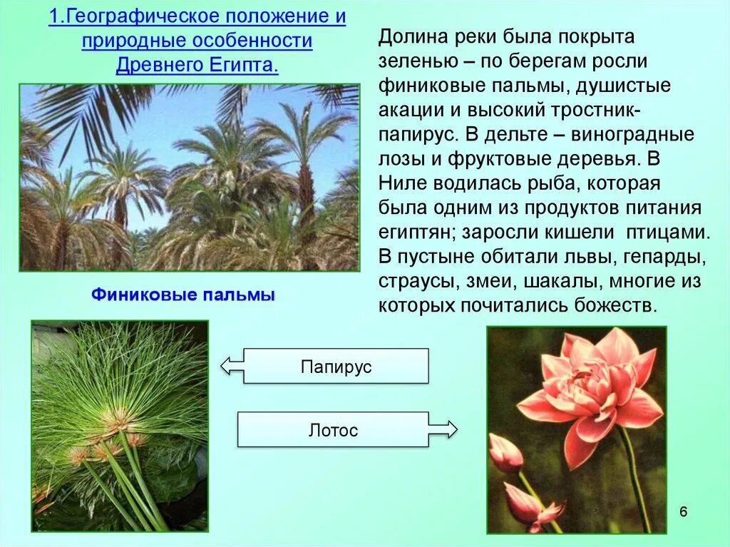 Природные зоны египта и их основные особенности. Растительность древнего Египта. Растительный мир Египта. Растения Египта. Растительность Египта 5 класс.