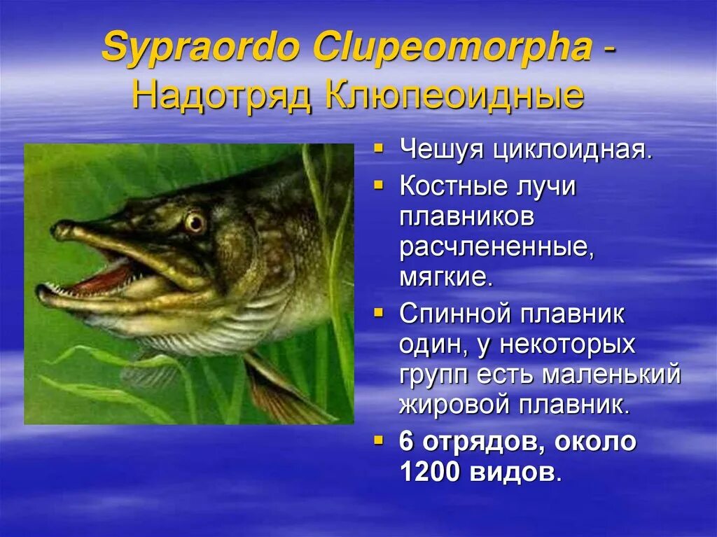 Эволюция хрящевых рыб. Предки рыб. Костные рыбы происхождение. Древние костные рыбы. Схема развития костных рыб.