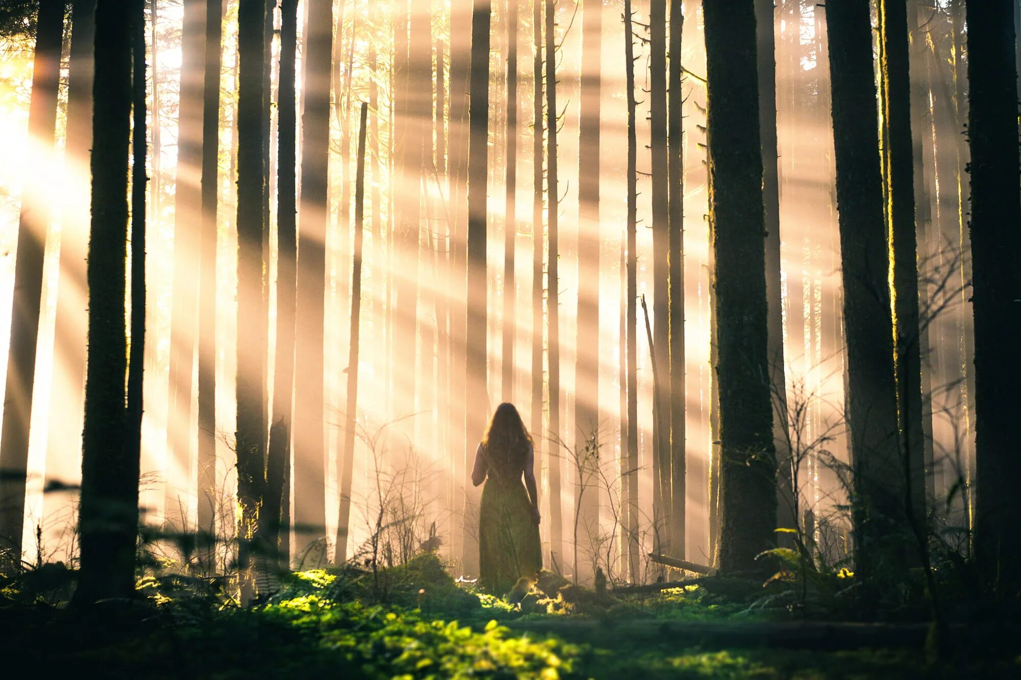 Светом станет тьма. Человек в темном лесу. Лучи солнца в лесу. Девушка в темном лесу. Девушка в туманном лесу.