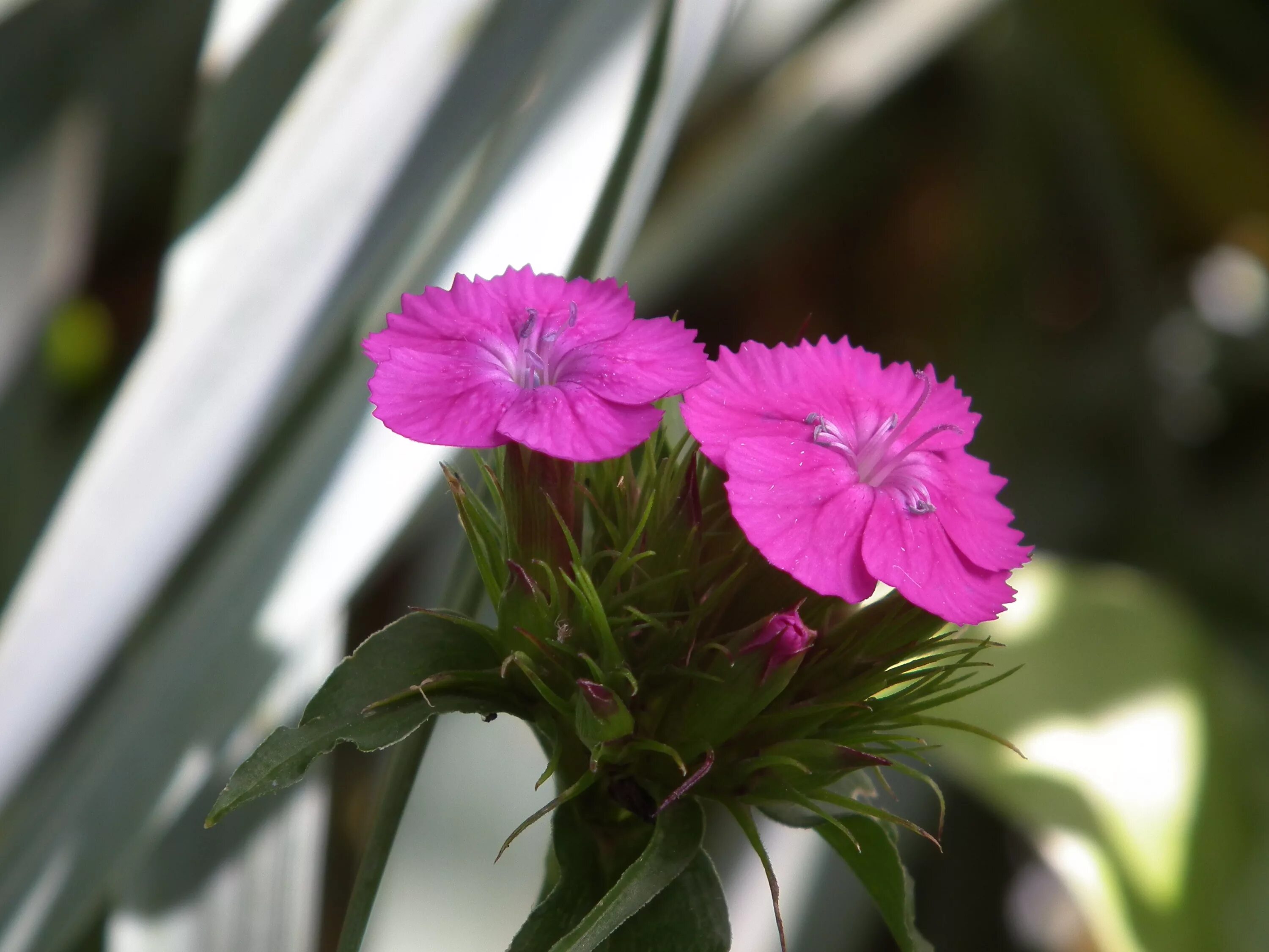 У дикой гвоздики 5 лепестков. Arabella Pink гвоздика. Гвоздика Arabella Purple. Гвоздика бородатая турецкая фиолетовая гора.