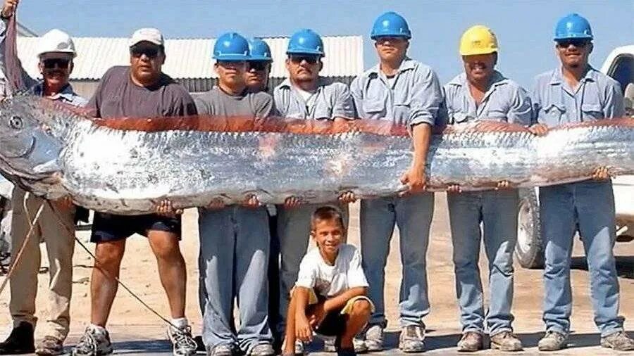 Ученый объяснил появление сельдяного короля в Приморье Новости общества Известия