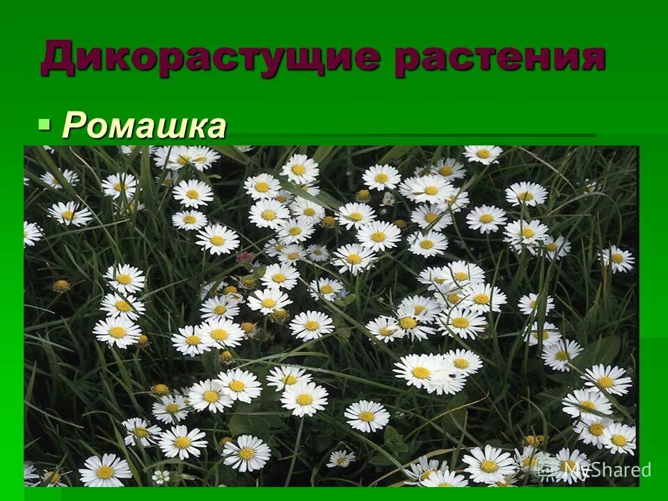 Ромашка медонос. Ромашка дикорастущая. Сорняк ромашка непахучая трехреберник непахучий. Дикая ромашка. Маргаритка полевая дикая.