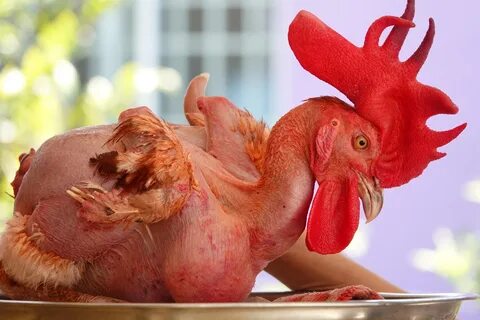 Включи chicken видео