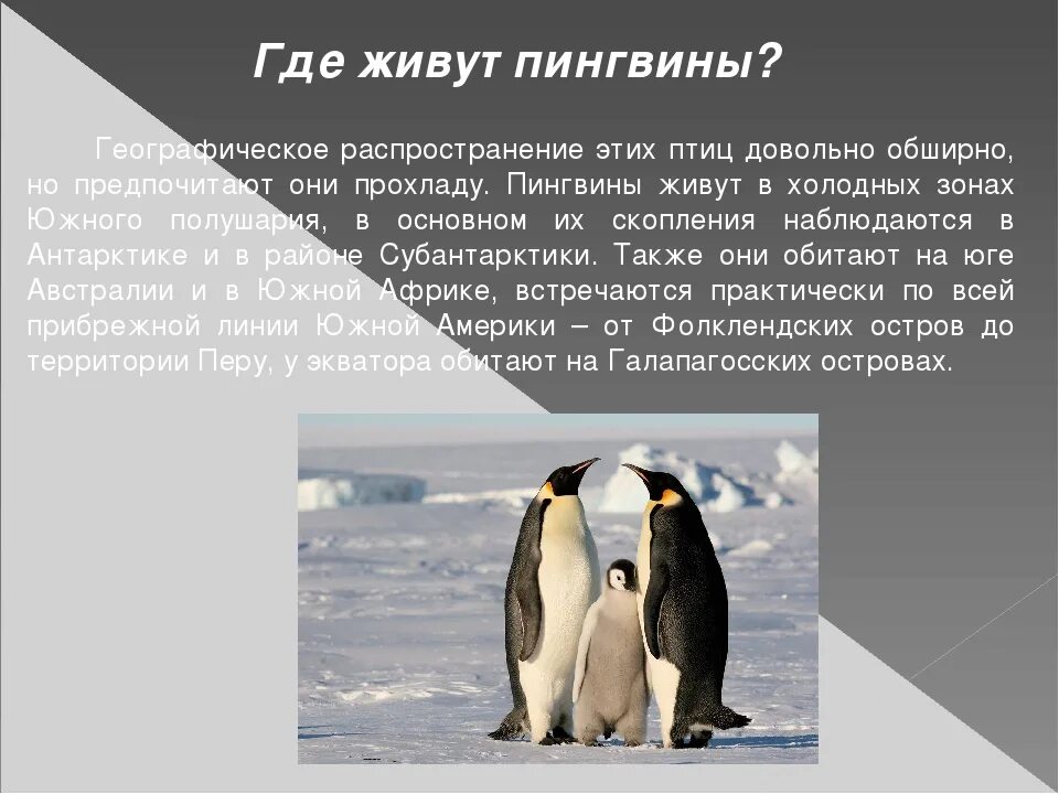 Где обитает пингвин материк. Где живёт Пингвин?. Ндеживут пингвины. Где не живут пингвины. Гдееееее живёт Пингвин.