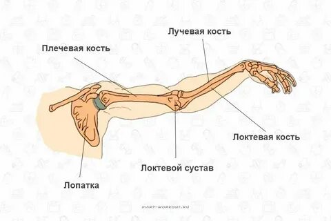 Плечо на теле человека