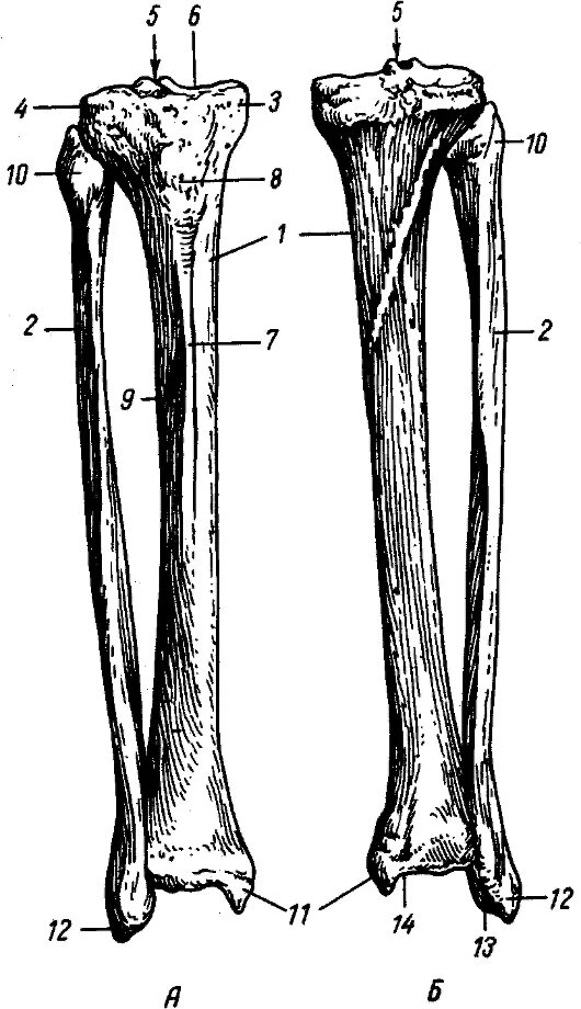 Большая и малая берцовая кость. Малоберцовая кость голени. Большая берцовая и малая. Кости голени малоберцовая кость. Малая берцовая кость анатомия.
