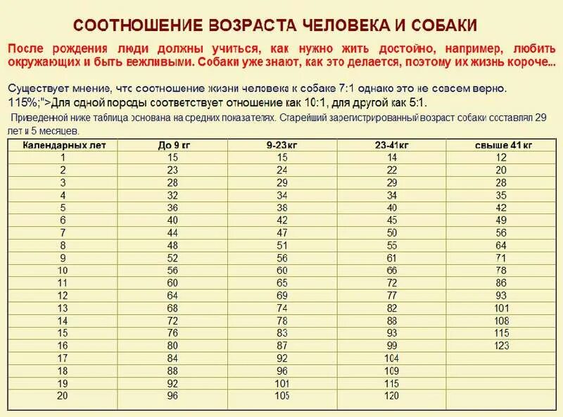 Таблица возраста собак мелких пород. Возраст собаки по человеческим годам таблица. Собачий Возраст по человеческим меркам таблица. Возраст собаки и человека соотношение таблица.