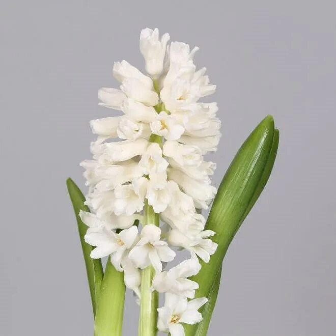 White Hyacinth.jpg ImageBan.ru - Надёжный фотохостинг - загрузить фото
