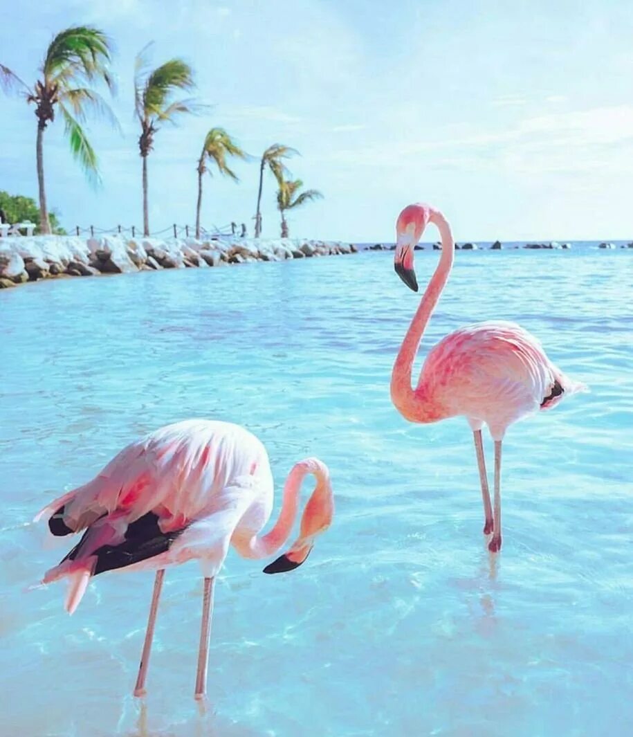 Обыкновенный Фламинго. Розовый Фламинго. Розовый Фламинго Сейшелы. Калифорнийский Фламинго. Фломинго