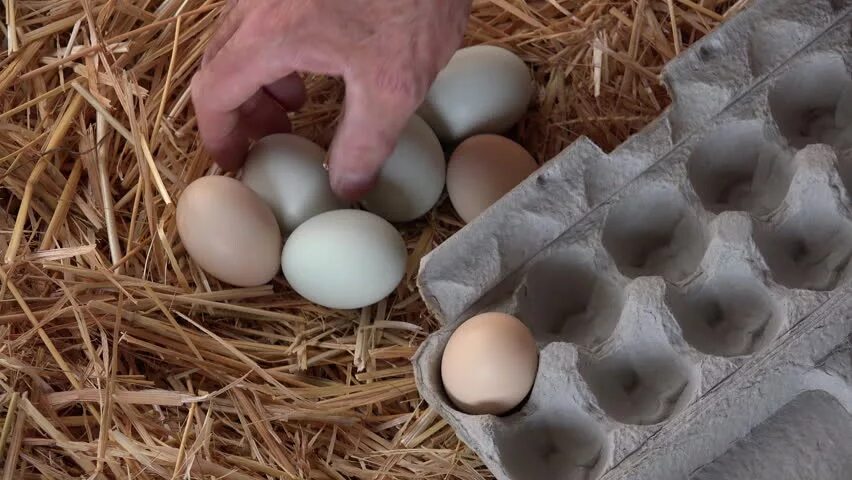 Как быстро собирать яйцо. Collect eggs. человек собирает яйца. берет куриные яйца из курятника. как собрать яйцо.