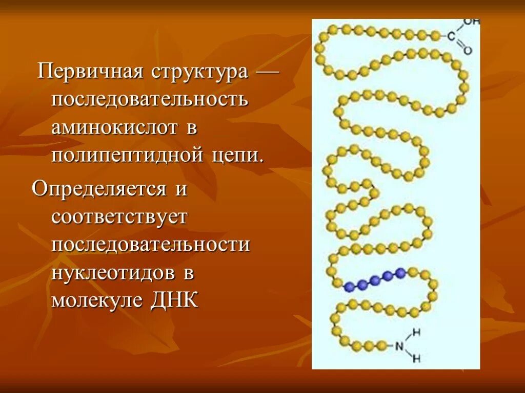 Аминокислоты в полипептидной цепи. Первичная цепочка аминокислот. структура полипептидной цепи днк. последовательность аминокислот в полипептидной цепи структура днк. полипептидная цепь днк.