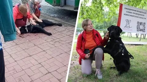 Гибель пса балбеса