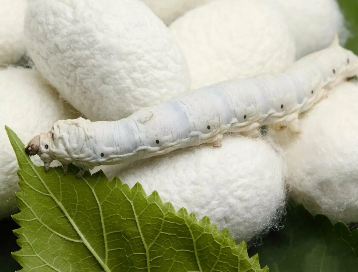 Тутовый шелкопряд гусеница. Тутовый шелкопряд шелководство. Гусеницы тутового шелкопряда коконы. Нить тутового шелкопряда. Едят ли шелкопряда.
