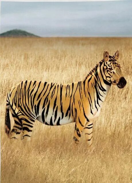 Тигр зебра. Тигр лев зебра. Тигр и зебра. Тигр и зебра. Полосатый лев.