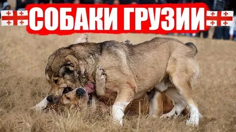 Собака по грузински