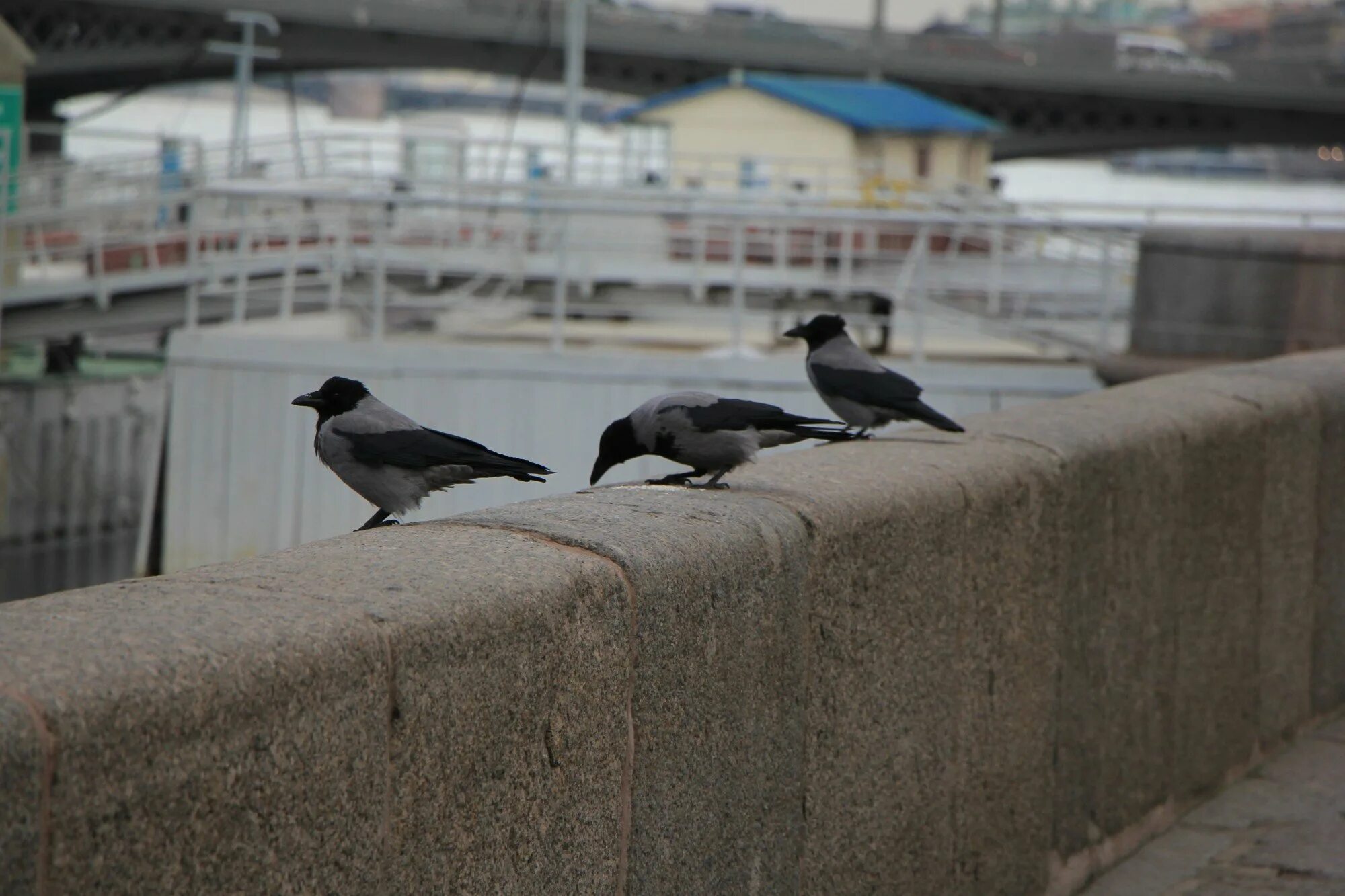Скворцы в ленинградской области. Птицы санкт петербурга слушать. Самые маленькие птицы санкт петербурга. Птицы спб на набережной. Птицы санкт петербурга слушать.