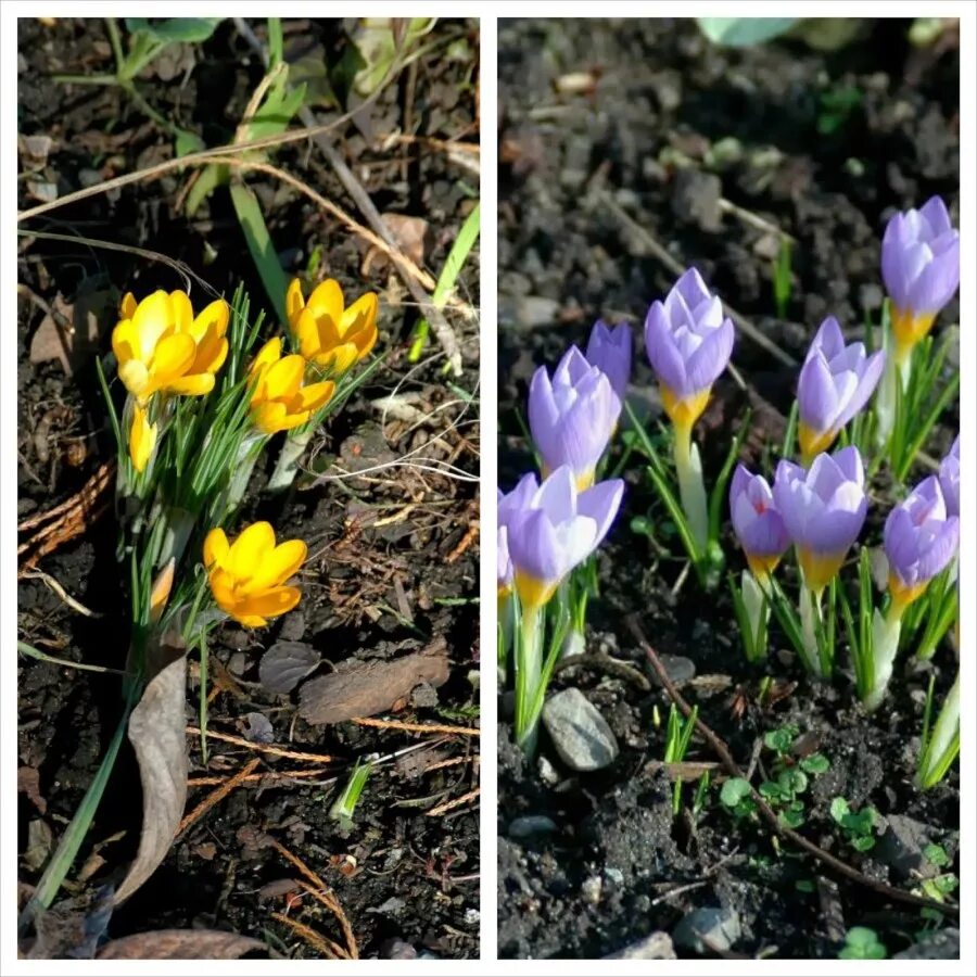 Пострадавшие в крокусе состояние пострадавших. Тюльпан мелколуковичный. Состояние детей после крокуса. Крокусы после цветения в открытом грунте. Интервью пострадавших в ишимбае косметологии.