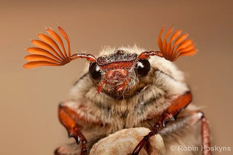 May bug