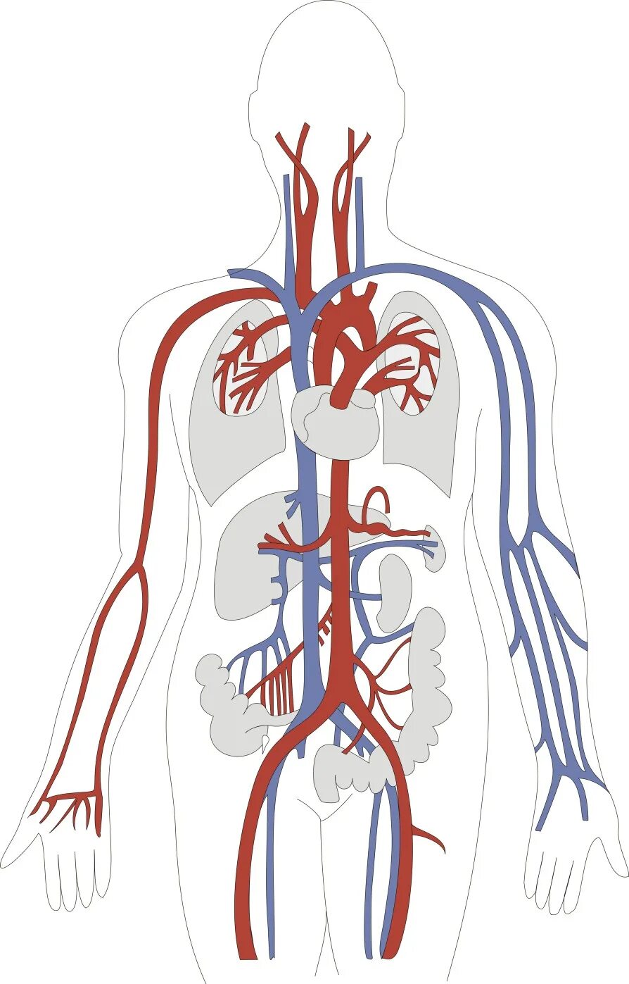 Периферическое кровообращение: артериальная система. Кровеносная система это сердце артерии и вены. Кровеносная система человека схема для детей. Сердечная система человека анатомия. Воздействие на кровообращение