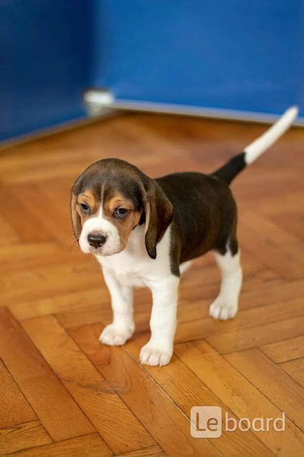 Бигль щенок месяц. Бигль щенок 2 месяца. Бигль щенок. Бигль биколор. Бигль щенок 2 месяца.