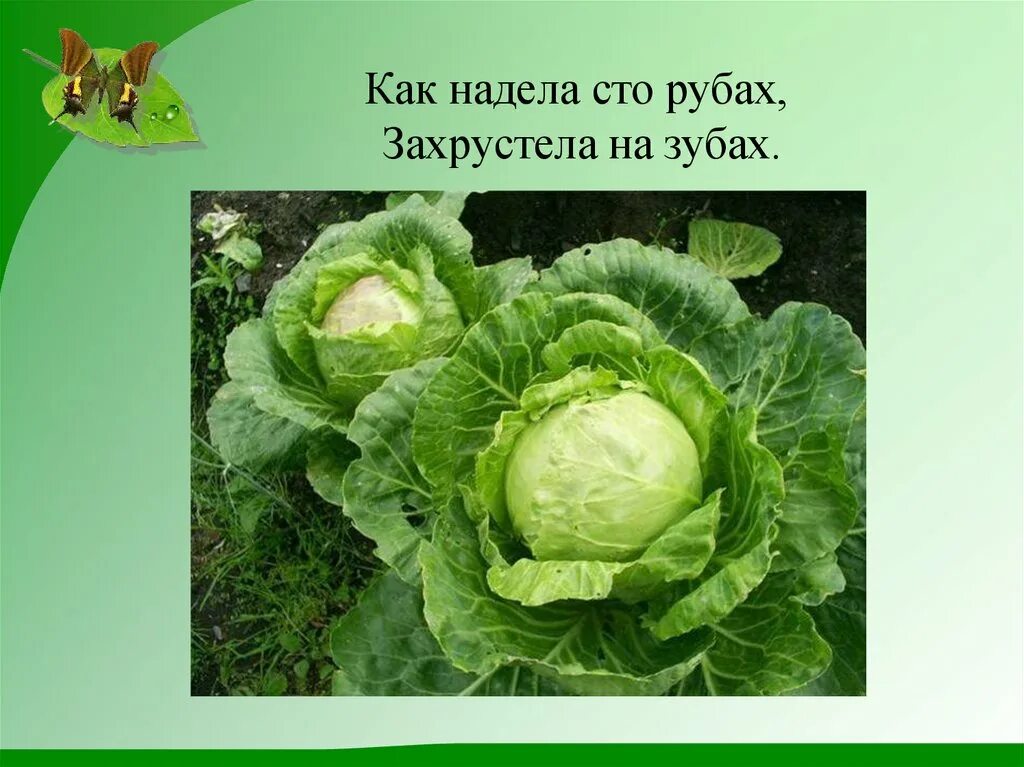 Капуста три богатыря описание сорта. Рассказ о капусте. растениеводство капуста. сообщение о капусте. ребенок в капусте.