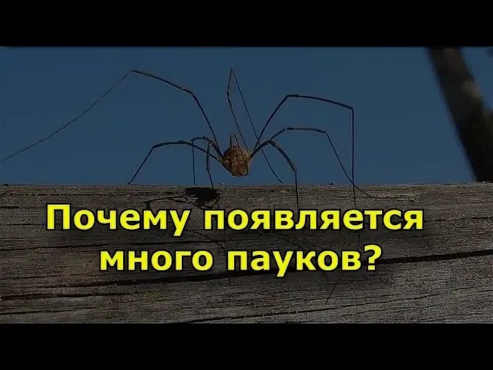 Пауки примета почему. Паук примета. народная примета в доме появились пауки. примета паук по ноге.