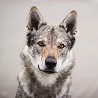 Dogs now