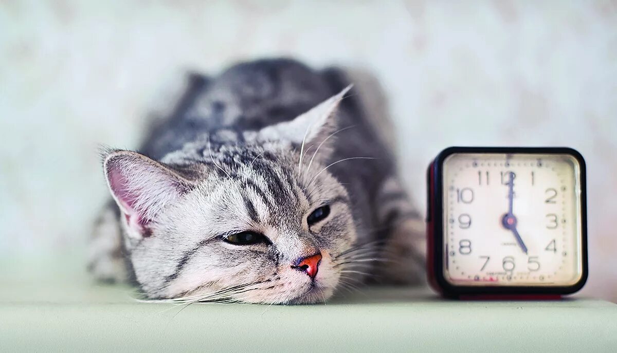 Коты 10 часов. Кот и часы. Котик с часасами. Кот будильник. Котик с часами.