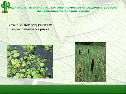 Растительный чередование